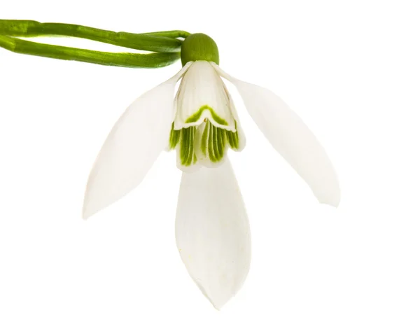 Snowdrop flowers isolated Royalty Free Stock Images