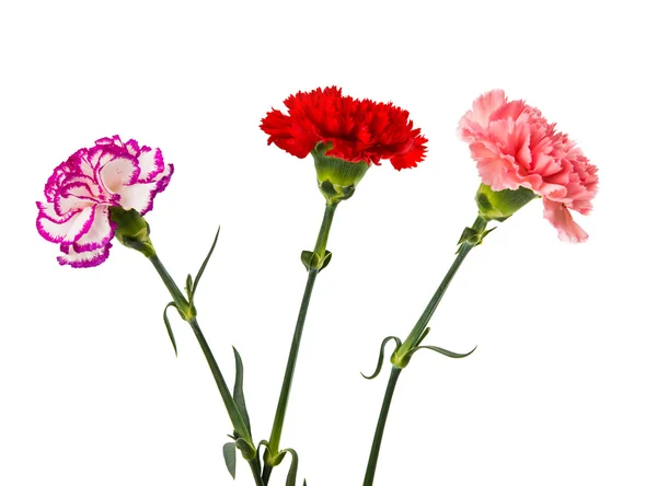 Розово-красные гвоздичные цветы — стоковое фото