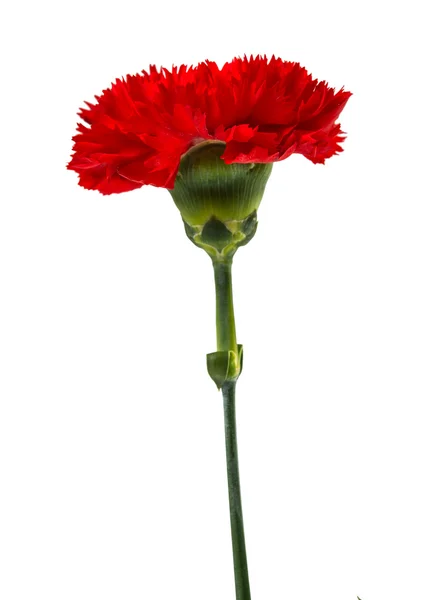 Red carnation close-up — Stock Photo, Image