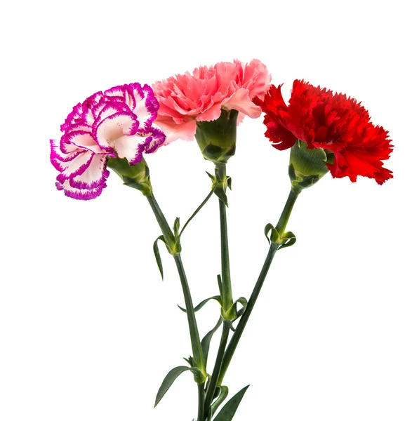 Rosa rosso viola garofano fiori — Foto Stock