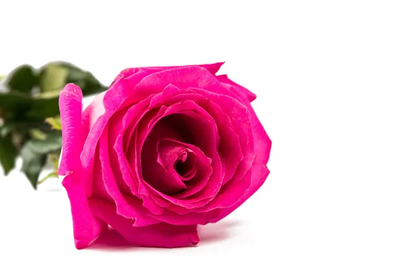 Pink rose — Stock Photo, Image