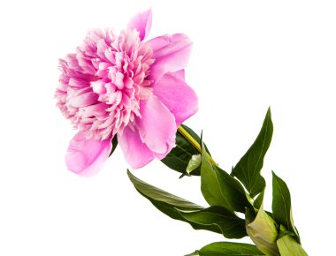 pembe Şakayık izole