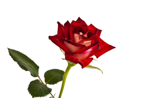 Única rosa roja hermosa aislada — Foto de Stock