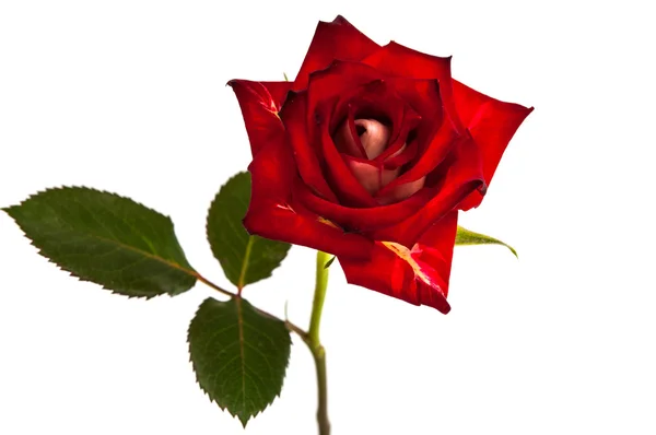 Single beautiful red rose isolated — Stock Photo, Image