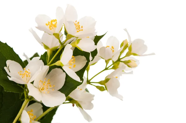 Jasmin isolerade — Stockfoto