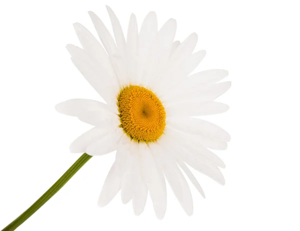 Flor de manzanilla —  Fotos de Stock