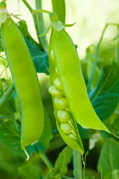 エンドウ豆の成長 — ストック写真