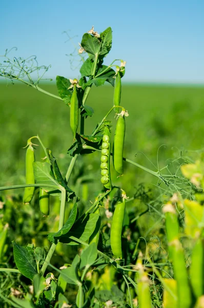 Peas growing — Stock Photo, Image
