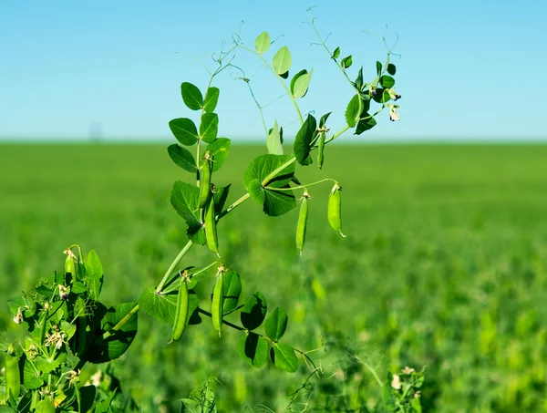 Peas growing — Stock Photo, Image