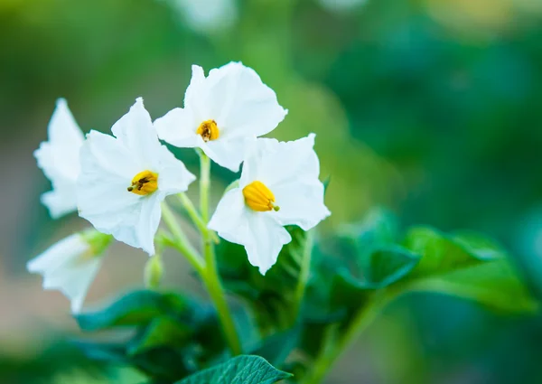 Potatis bush blommande — Stockfoto