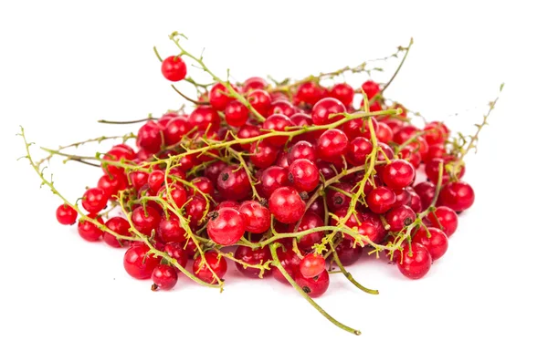 Branch of red currant — Stock Photo, Image