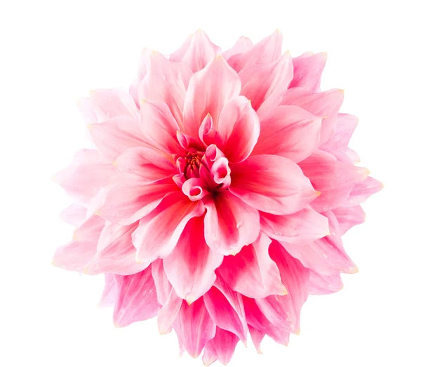 Pink dahlia isolated — Stock Photo, Image