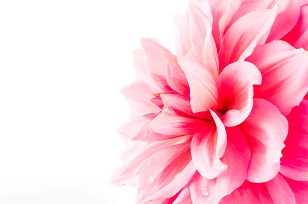 Pink dahlia isolated — Stock Photo, Image