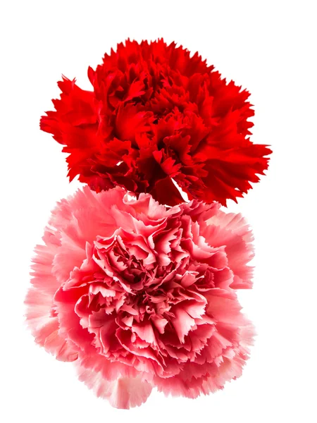 Beautiful carnation — Stock Photo, Image