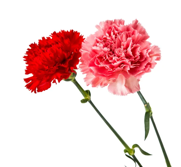 Beautiful carnation — Stock Photo, Image