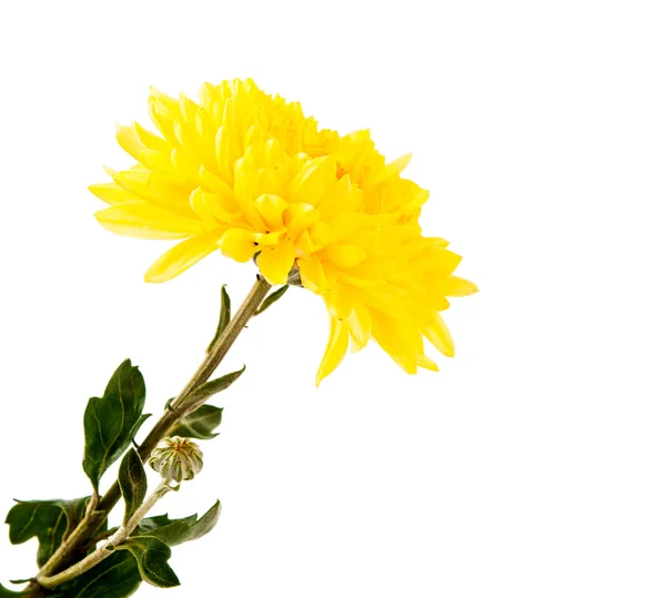 Yellow chrysanthemum isolated — Stock Photo, Image