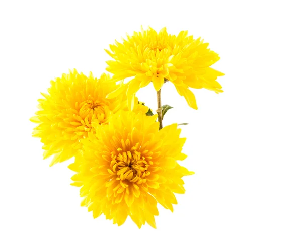 Yellow chrysanthemum isolated — Stock Photo, Image