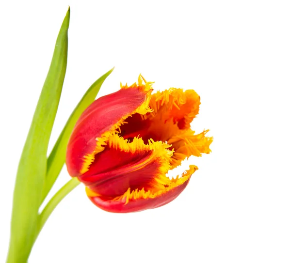 Бархатный тюльпан изолирован — стоковое фото