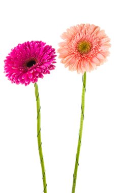 iki güzel gerbera izole