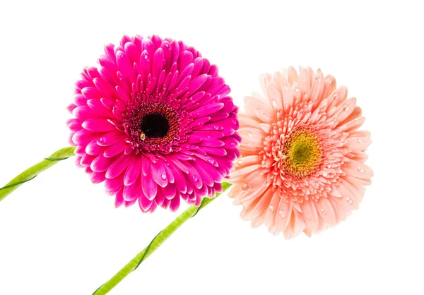 Dois belos gerbera isolados — Fotografia de Stock