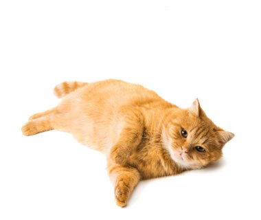 zencefil kedi izole