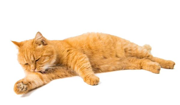 Ginger cat isolated — Stock Photo, Image