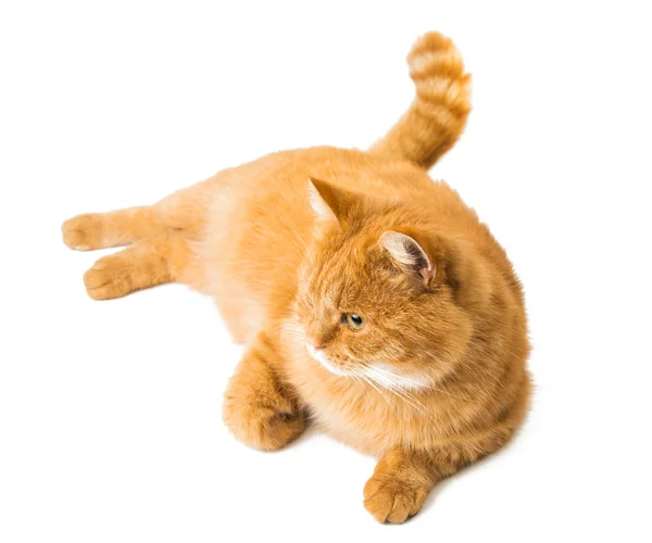 Gember kat geïsoleerd — Stockfoto