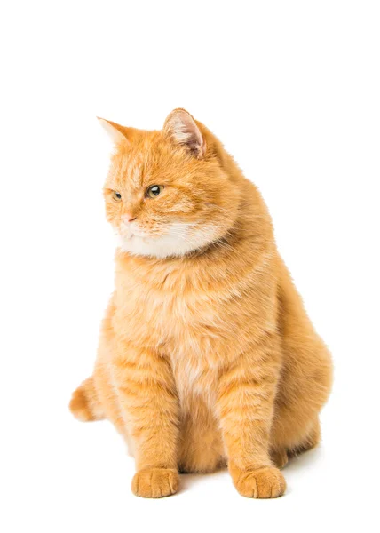 Gember kat geïsoleerd — Stockfoto