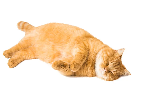 Ginger cat isolated — Stock Photo, Image