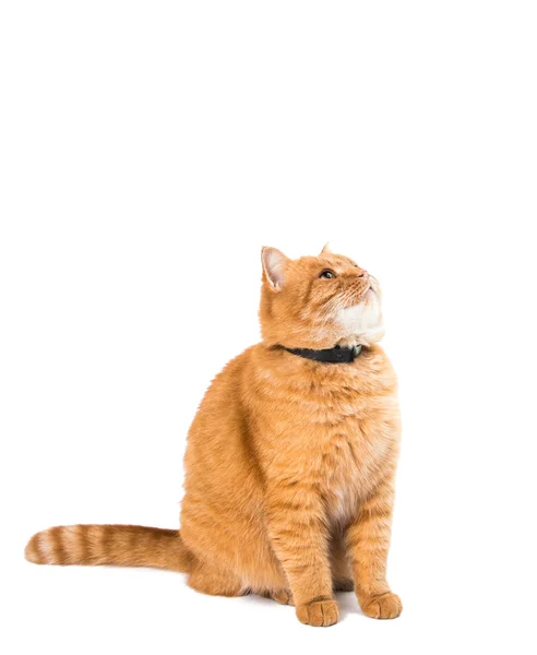 Zázvor kočka, samostatný — Stock fotografie