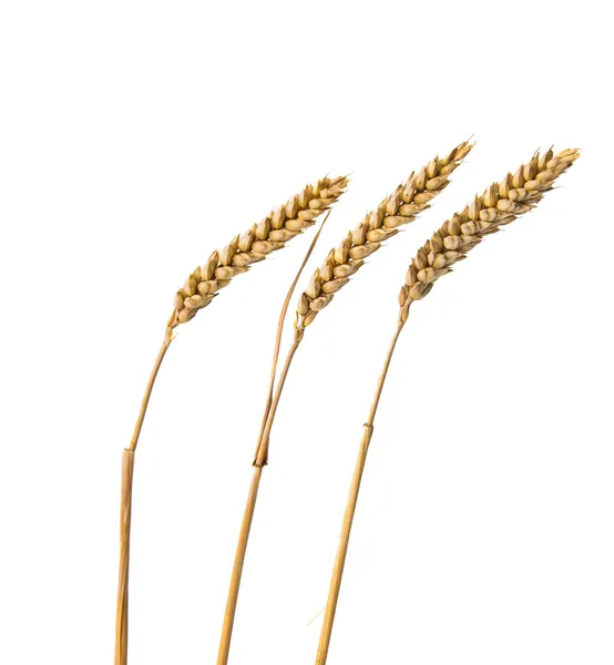 Ears of wheat isolated — Stock Photo, Image