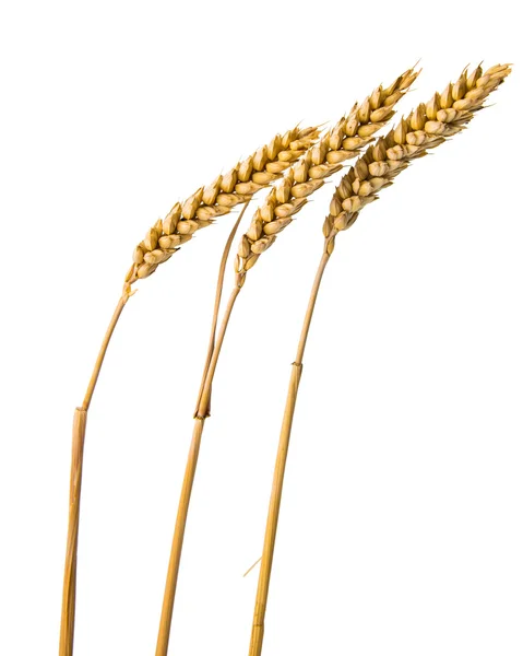 Ears of wheat isolated — Stock Photo, Image