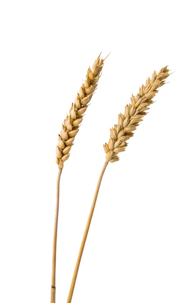 Ears of wheat isolated — Stock Photo, Image