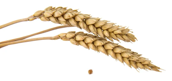 Ears of wheat isolated — Stock Photo, Image