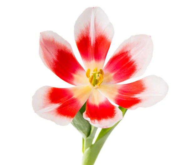 Tulip elszigetelt — Stock Fotó