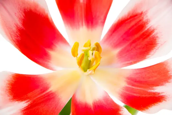 Isolert tulipan – stockfoto