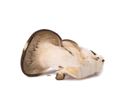 istiridye izole mantar