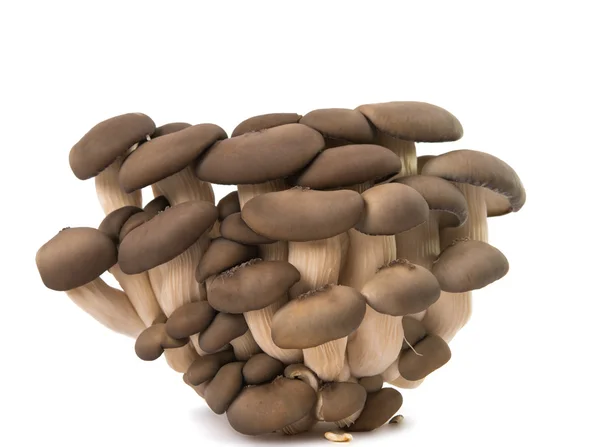 Изолированные устричные грибы — стоковое фото