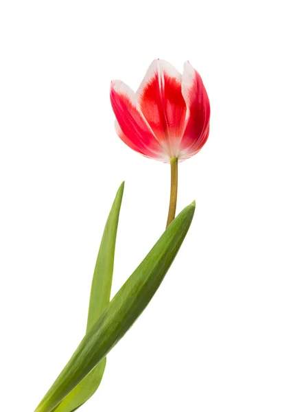 Тюльпан изолирован — стоковое фото