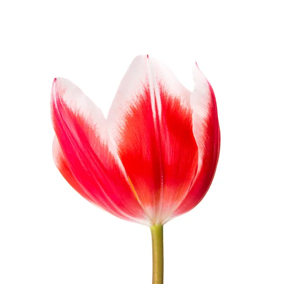 Tulipán, samostatný — Stock fotografie
