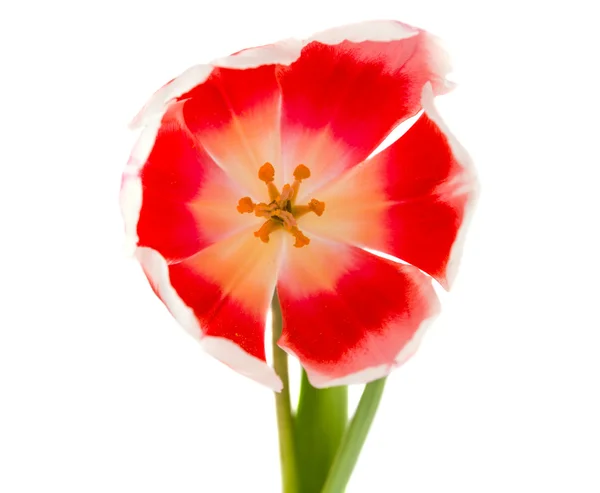 Tulipan na białym tle — Zdjęcie stockowe