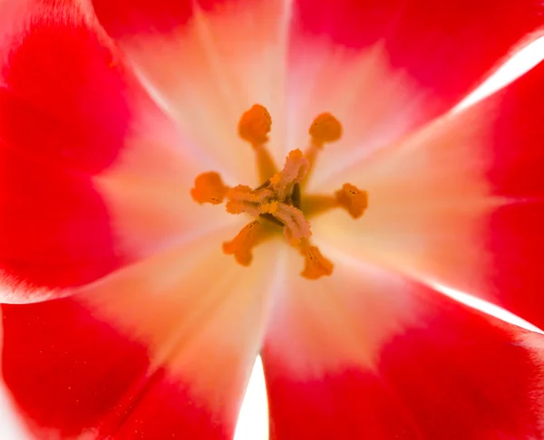 Tulp — Stockfoto