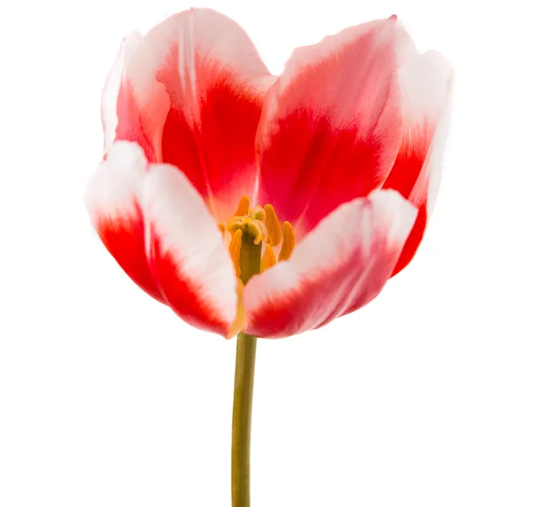 Tulipano isolato — Foto Stock