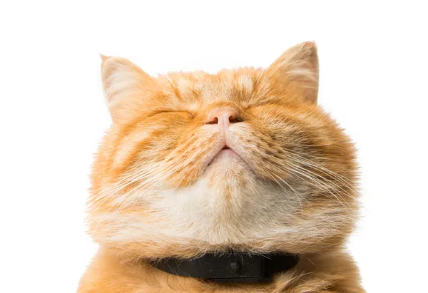 Ginger cat isolated — Stock Photo, Image