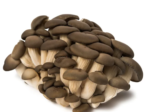 Funghi ostrica isolati — Foto Stock