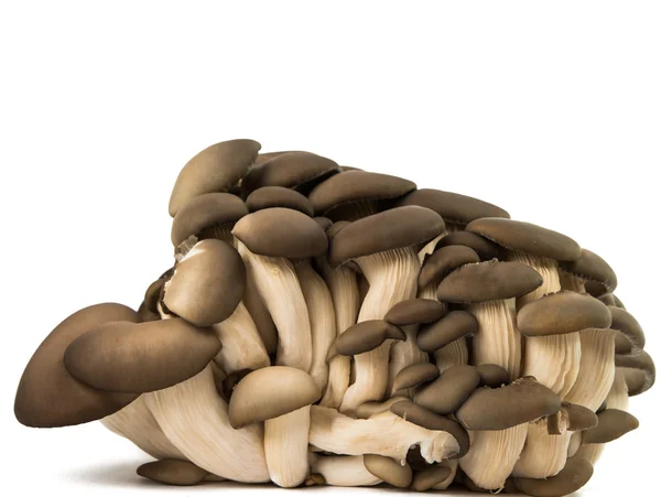 孤立的牡蛎蘑菇 — 图库照片