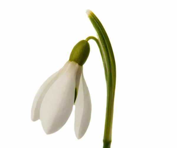 Квіти Пролісок — стокове фото