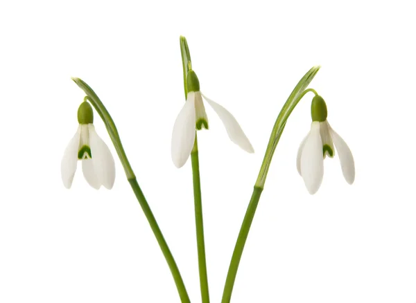 Snowdrop flowers isolated — Stock Photo, Image