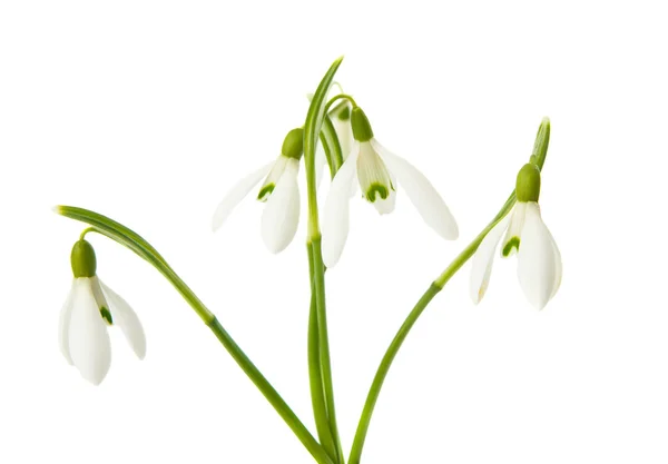 Flores de gota de neve — Fotografia de Stock