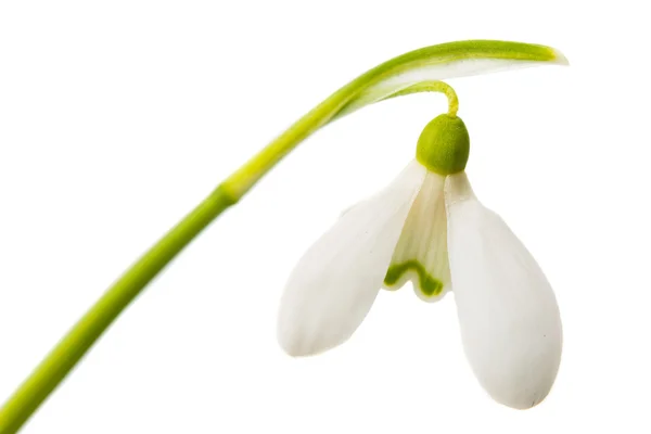 Snowdrop flowers — Stock Photo, Image